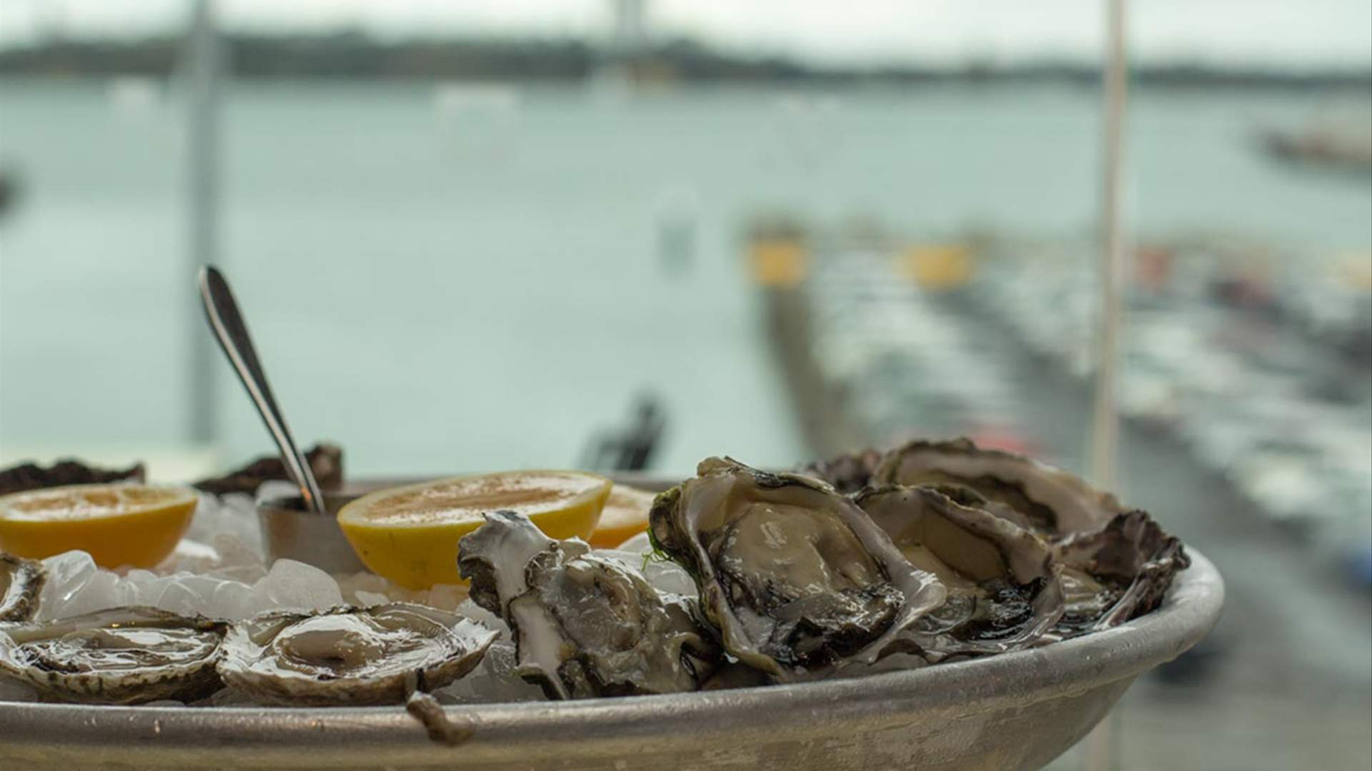 The Seven Best Oyster Bars in Auckland Concrete Playground
