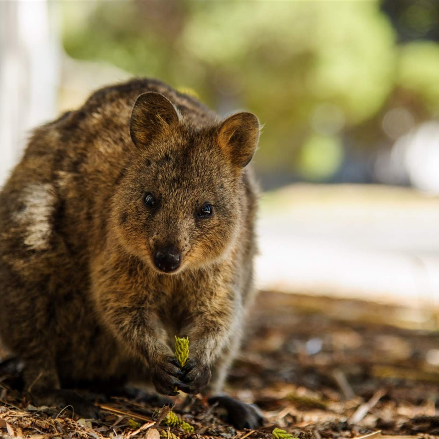 The Ten Best Places to See Wildlife in Australia - Concrete Playground