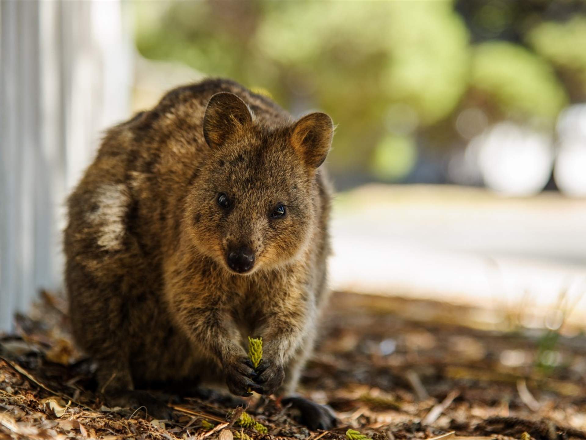 The Ten Best Places to See Wildlife in Australia - Concrete Playground The Ten Best Places to See Wildlife in Australia - Concrete Playground
