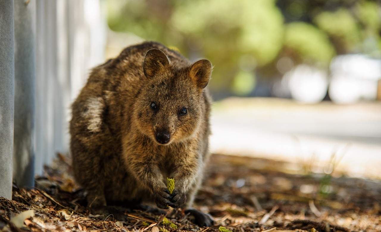 The Ten Best Places to See Wildlife in Australia