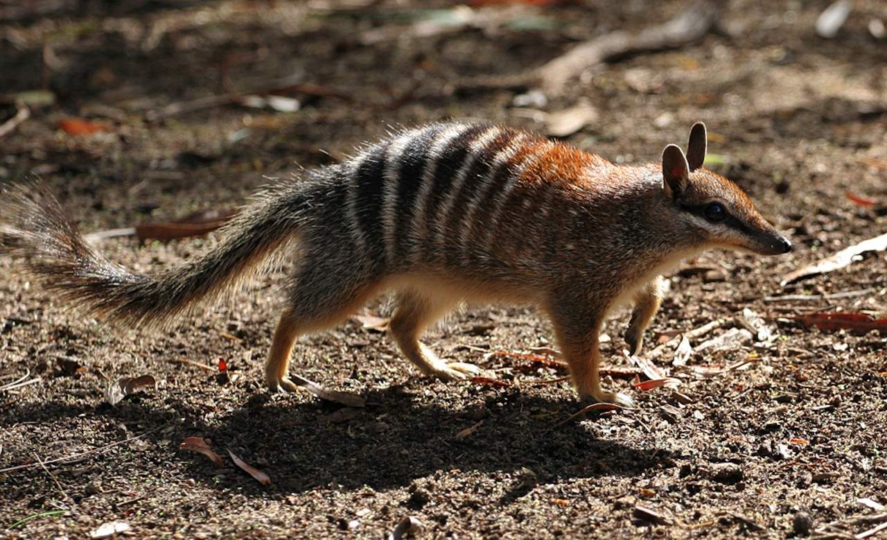 numbat