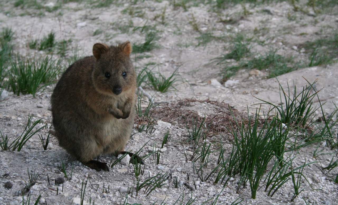 quokka