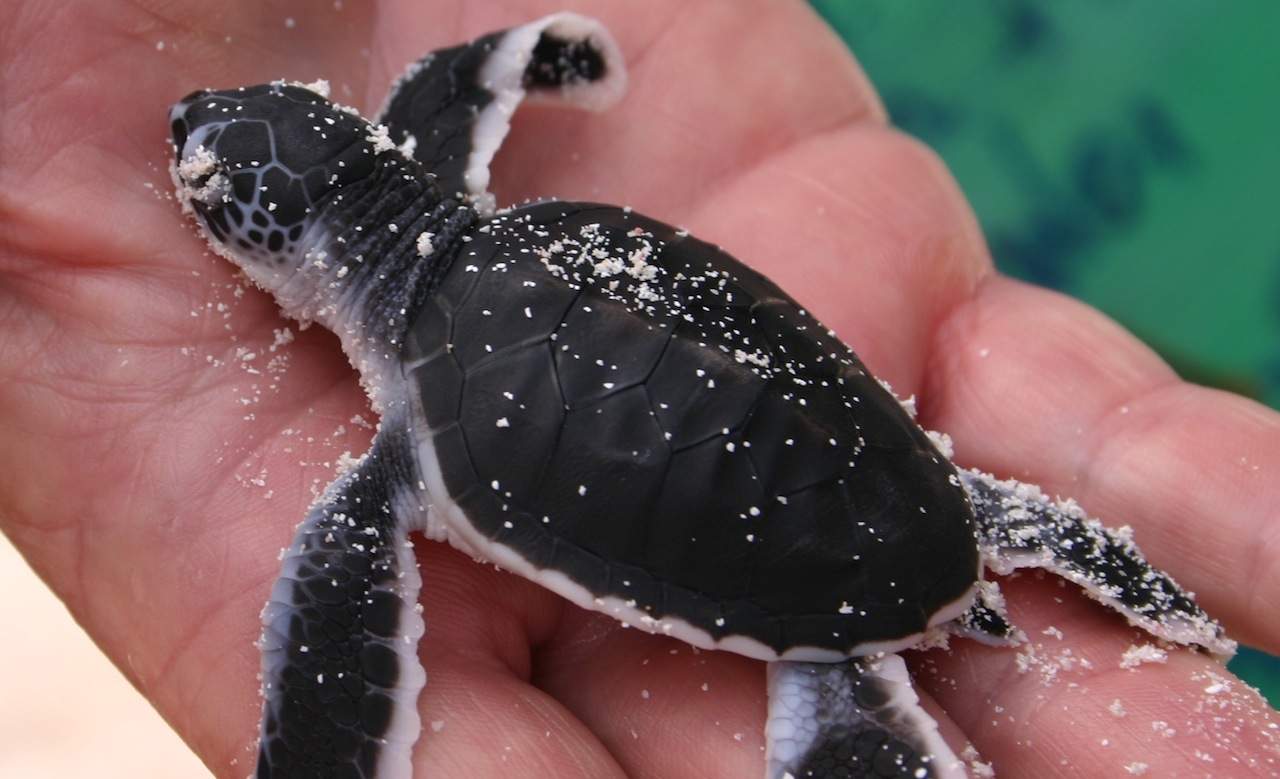 turtle3