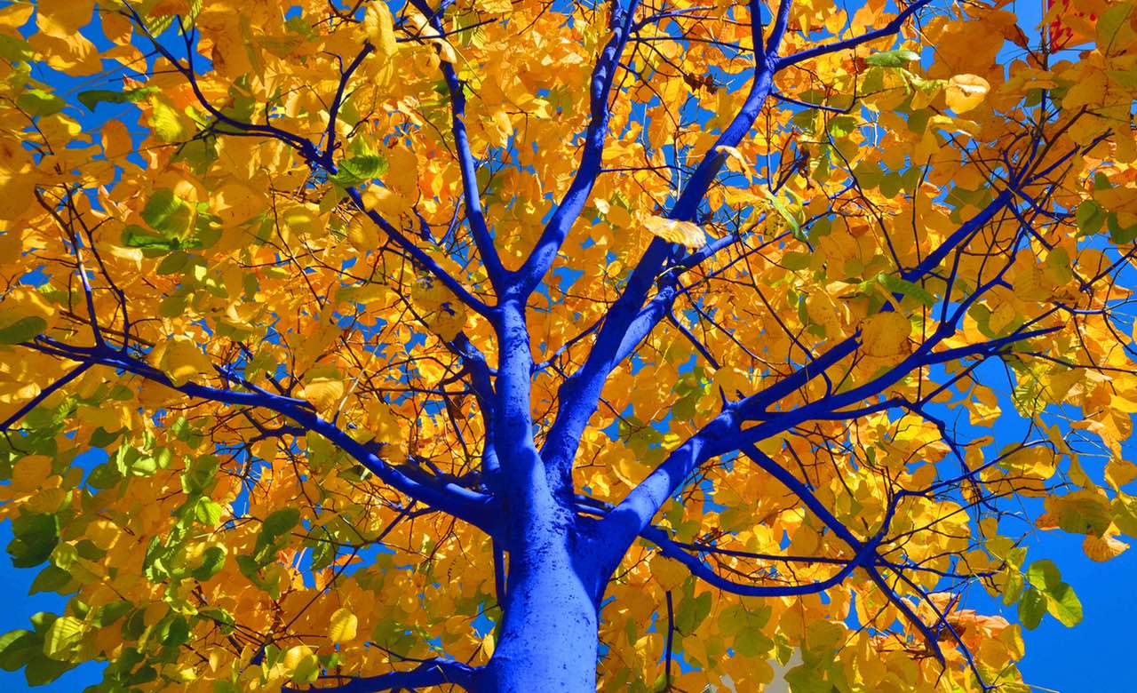 Konstantin Dimopoulos: The Blue Trees