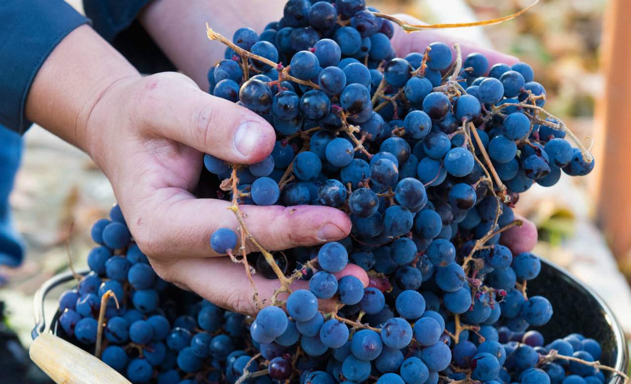 Are You Australia's Next Top Winemaker?
