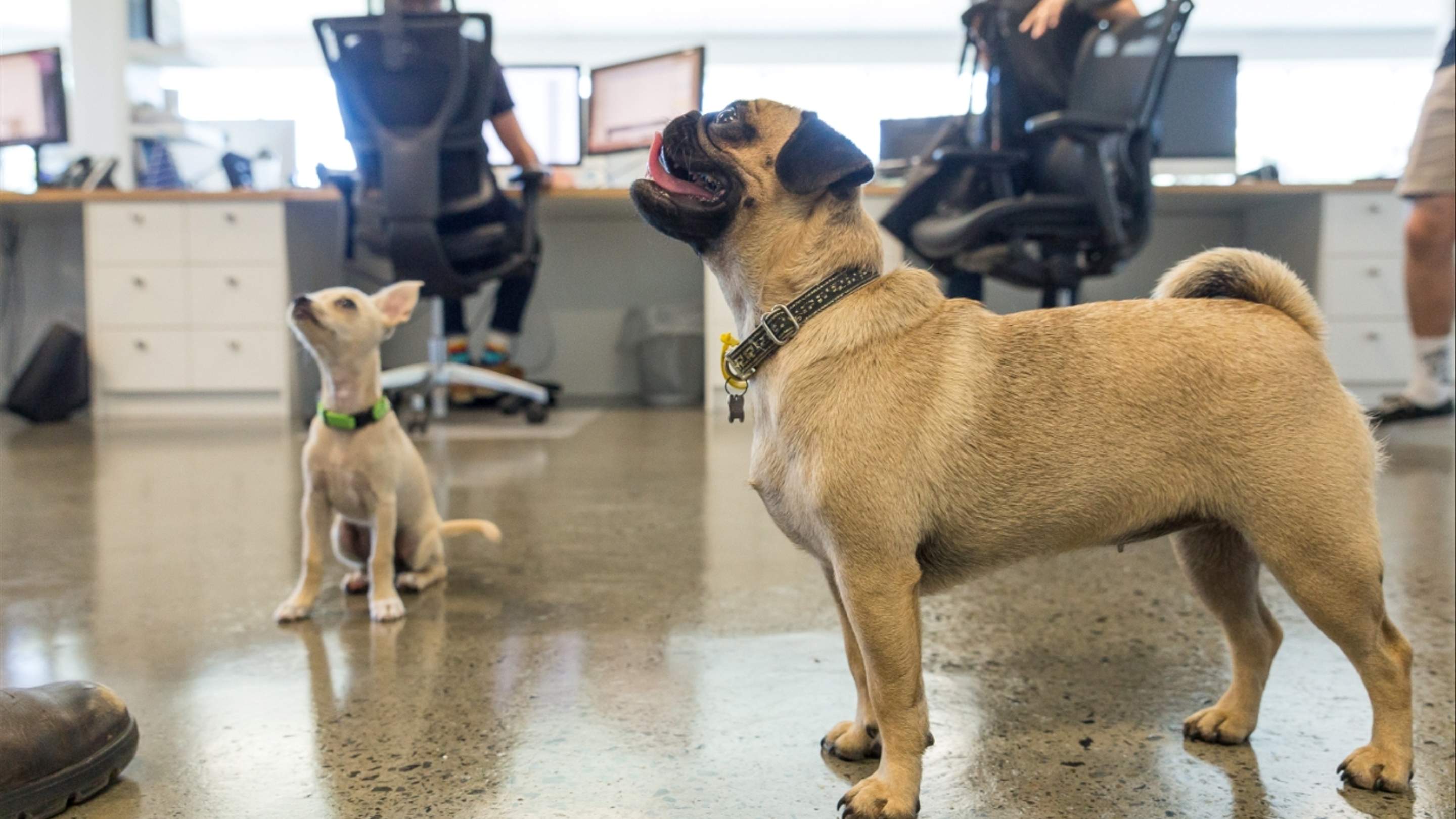 Uber Are Delivering Puppies to Your Office Today - Concrete Playground