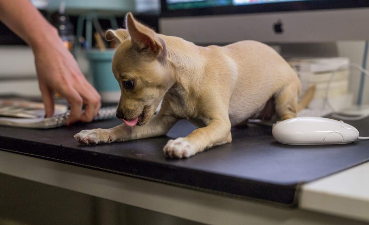 Uber Are Delivering Puppies to Your Office Today