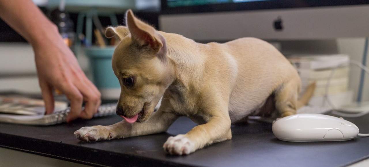 Uber Are Delivering Puppies to Your Office Today