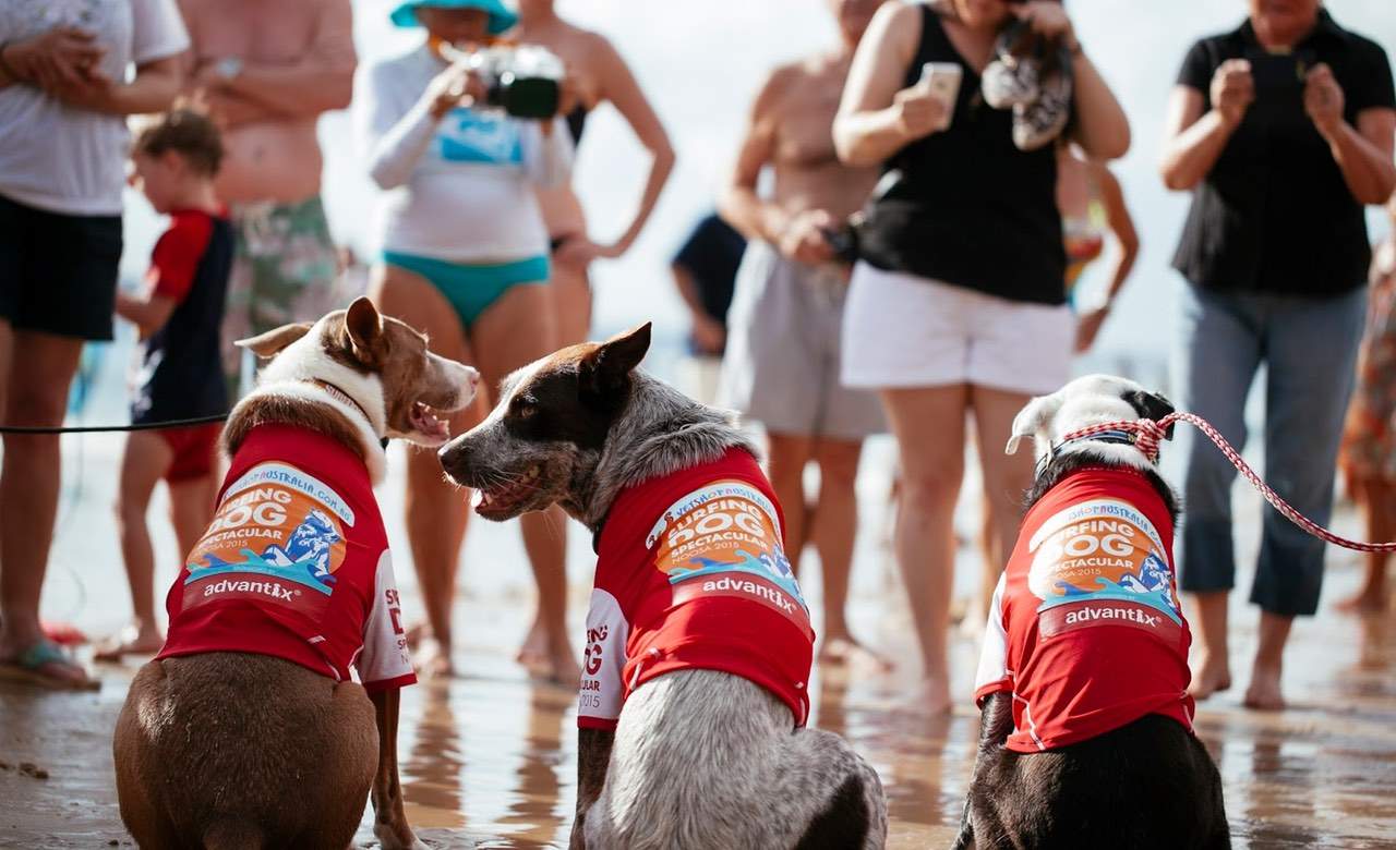There Is a Dog Surfing Spectacular Happening in Noosa This Weekend