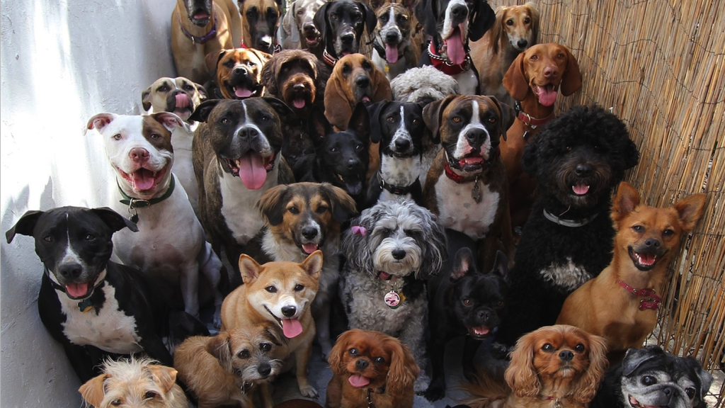 Big Dog Walk with Lots of Dogs, Auckland