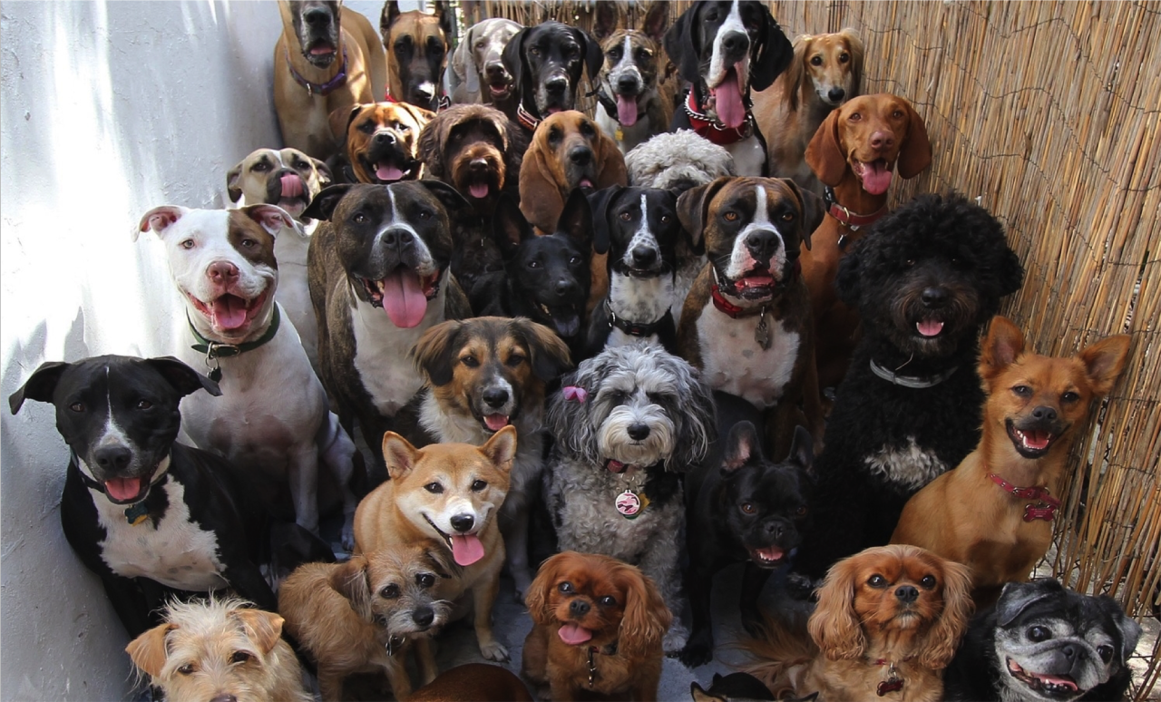 Image result for lots of dogs