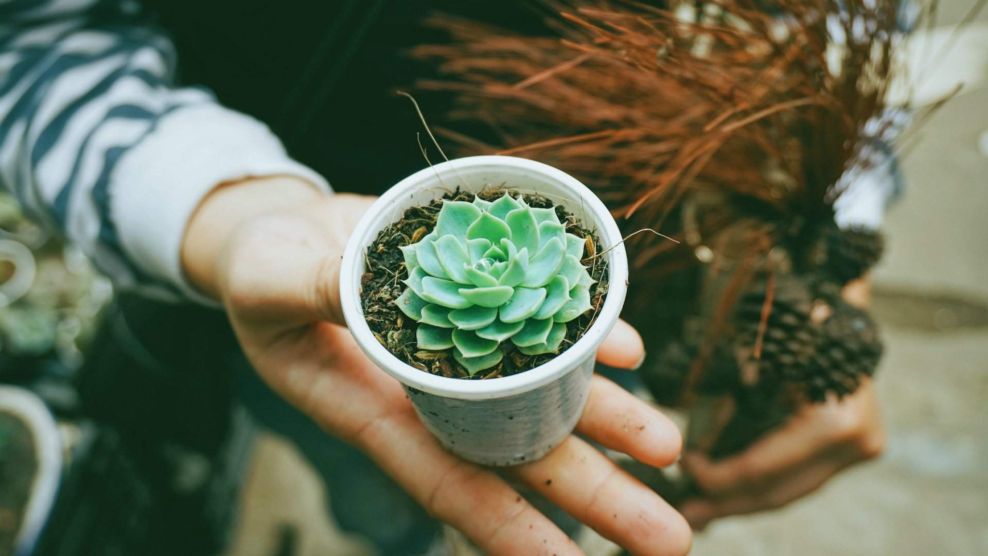 The Best Places to Buy Plants in Melbourne