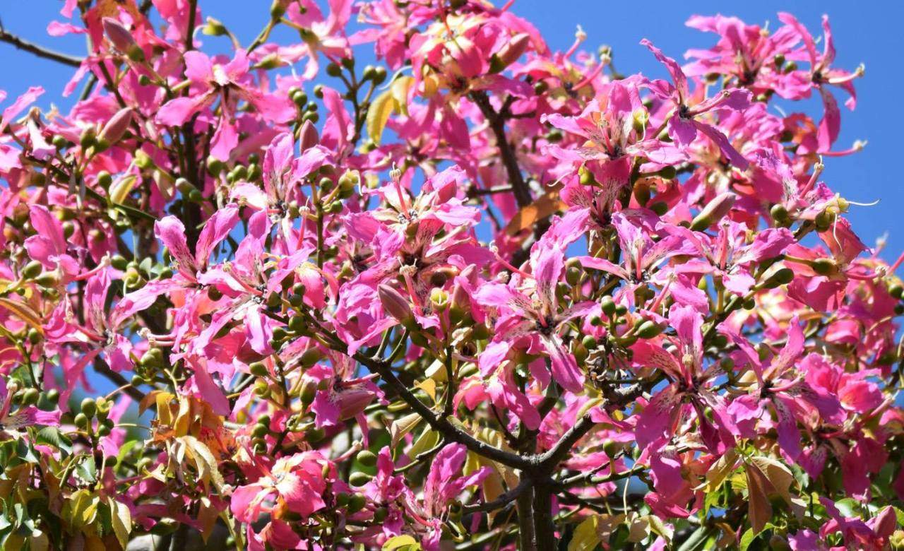 The Growing Friends' Autumn Plant Sale