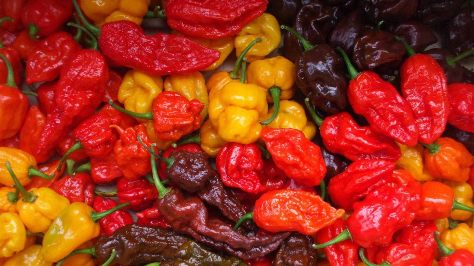 New Zealand Chilli Eating Champs, Auckland