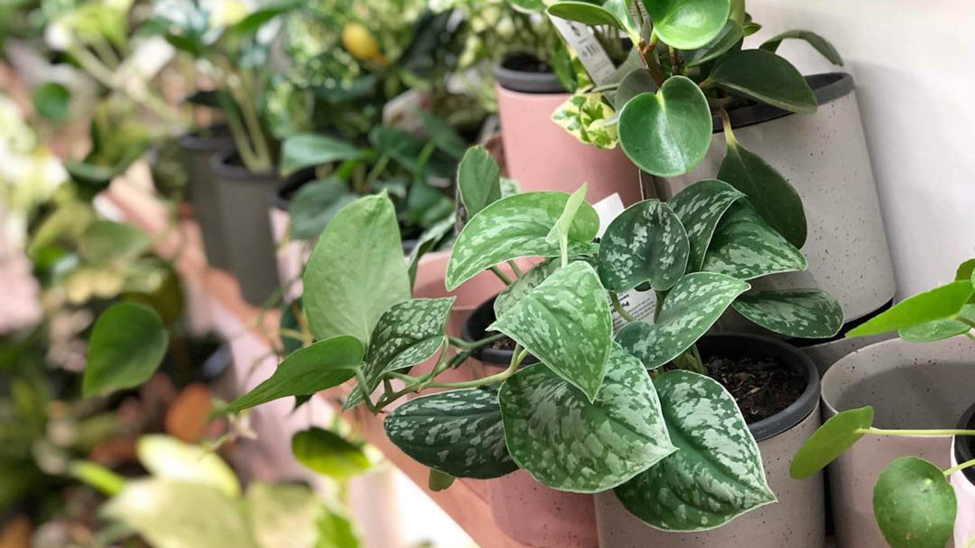 Plants at All the green things — one of the best nurseries and plant shops in Brisbane