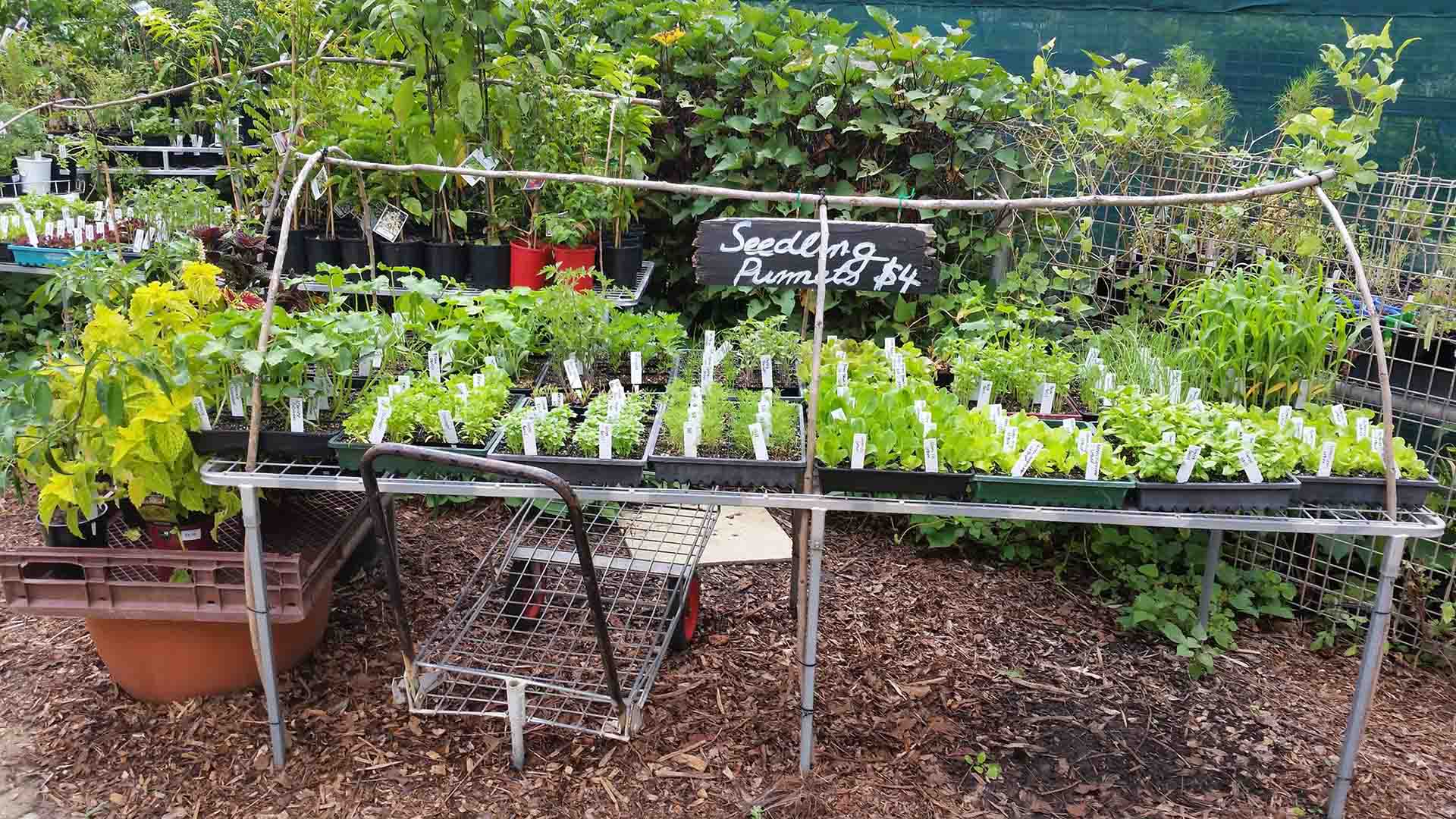 Plants at City farm Nursery — one of the best nurseries and plant shops in Brisbane