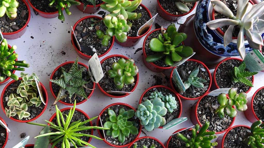 The Best Places to Buy Plants in Brisbane Concrete Playground Brisbane