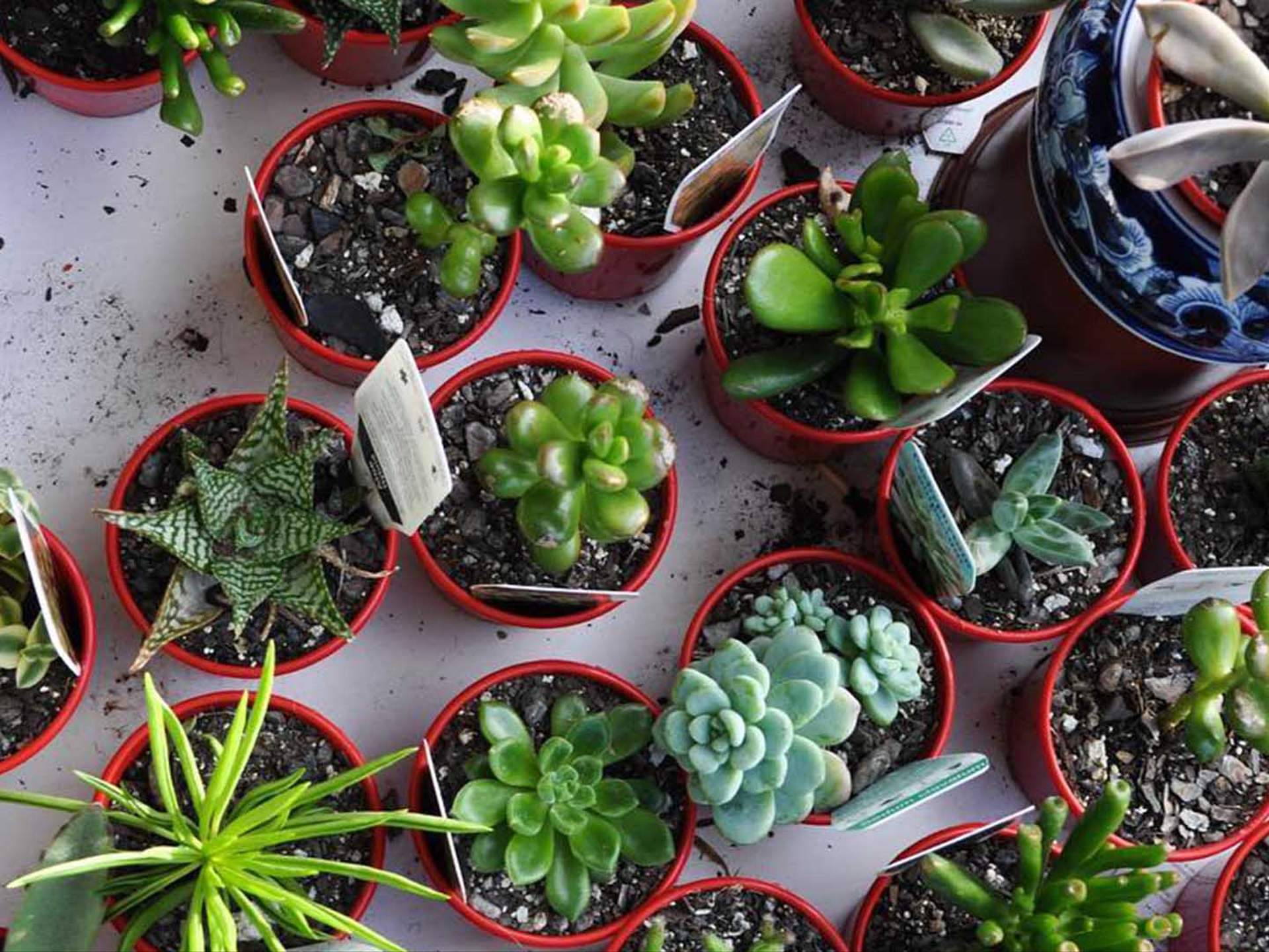 The Best Places To Buy Plants In Brisbane Concrete Playground Brisbane