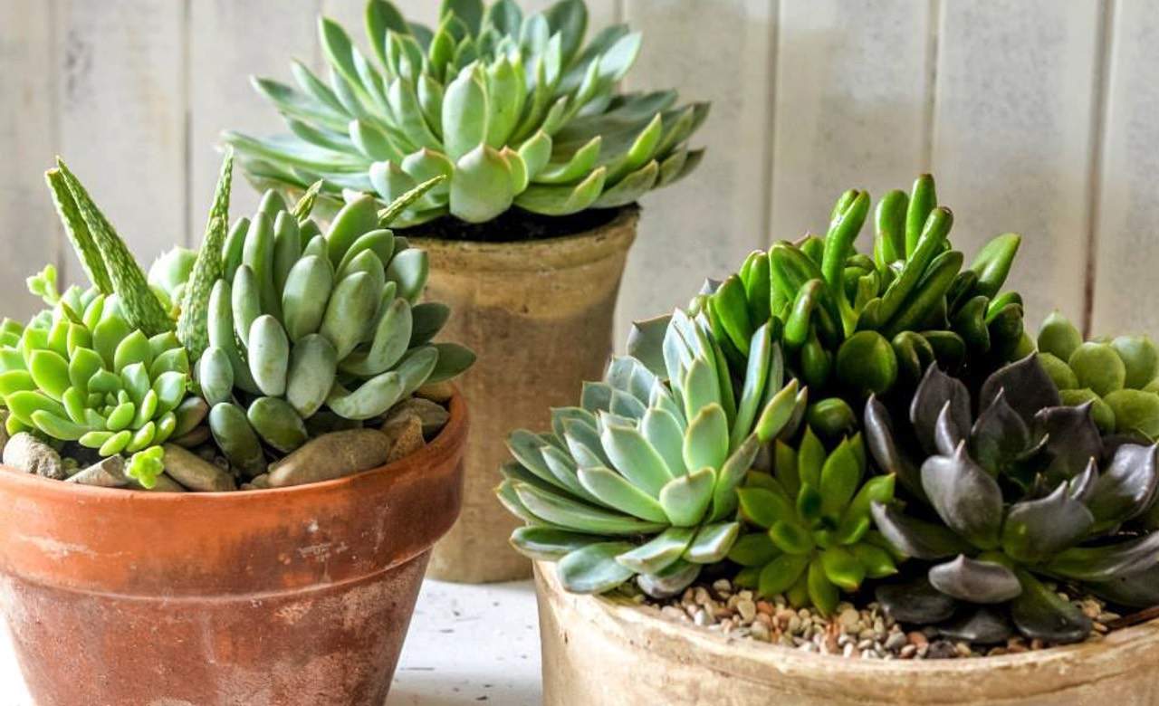 The Best Places To Buy Plants In Sydney Concrete Playground Sydney