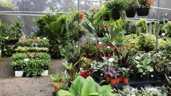 Oxley Nursery — one of the best nurseries and plant shops in Brisbane