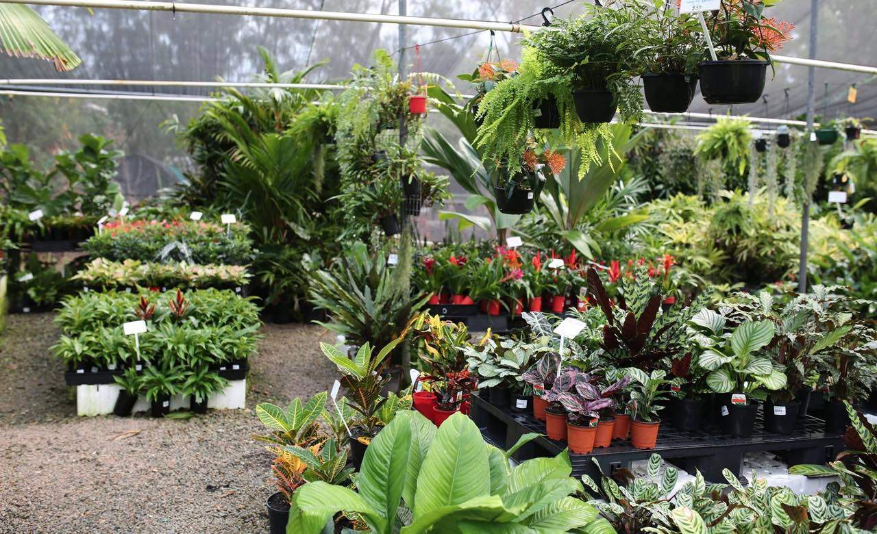 Oxley Nursery — one of the best nurseries and plant shops in Brisbane