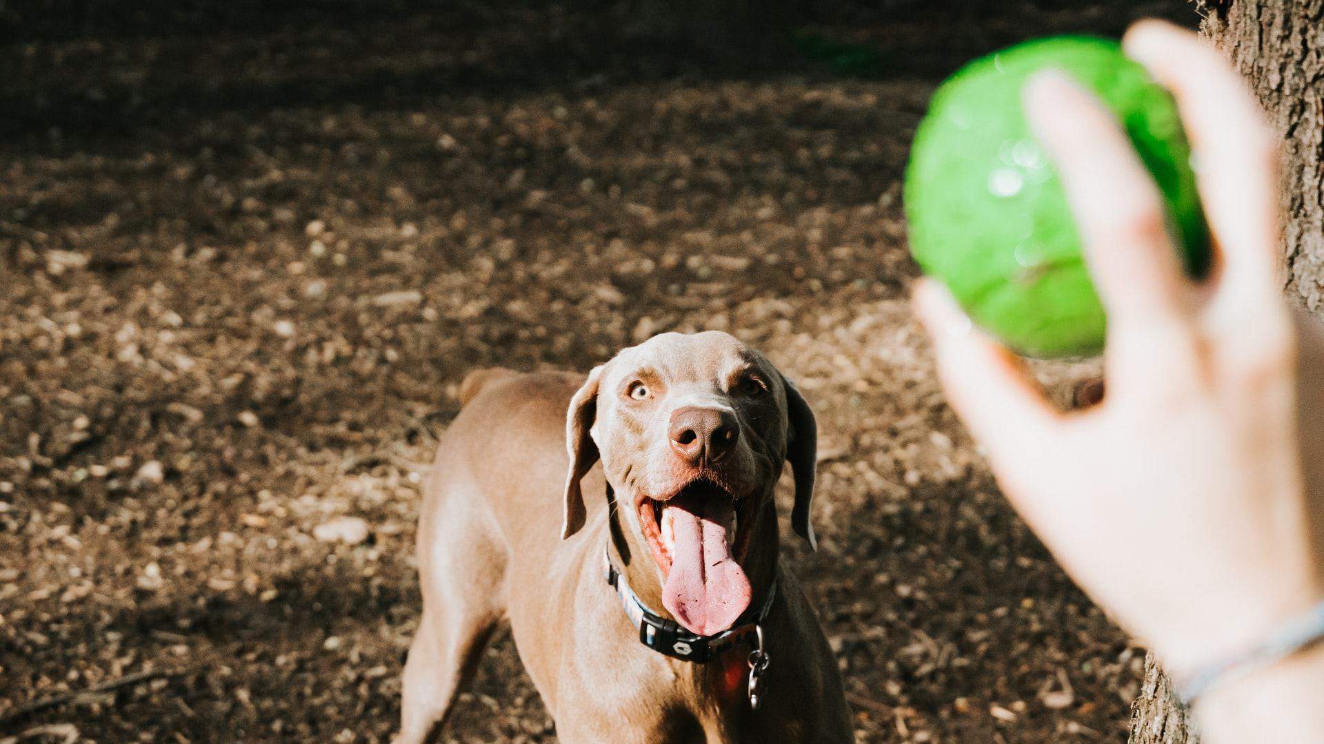 dog friendly parks trail leash off-leash Melbourne