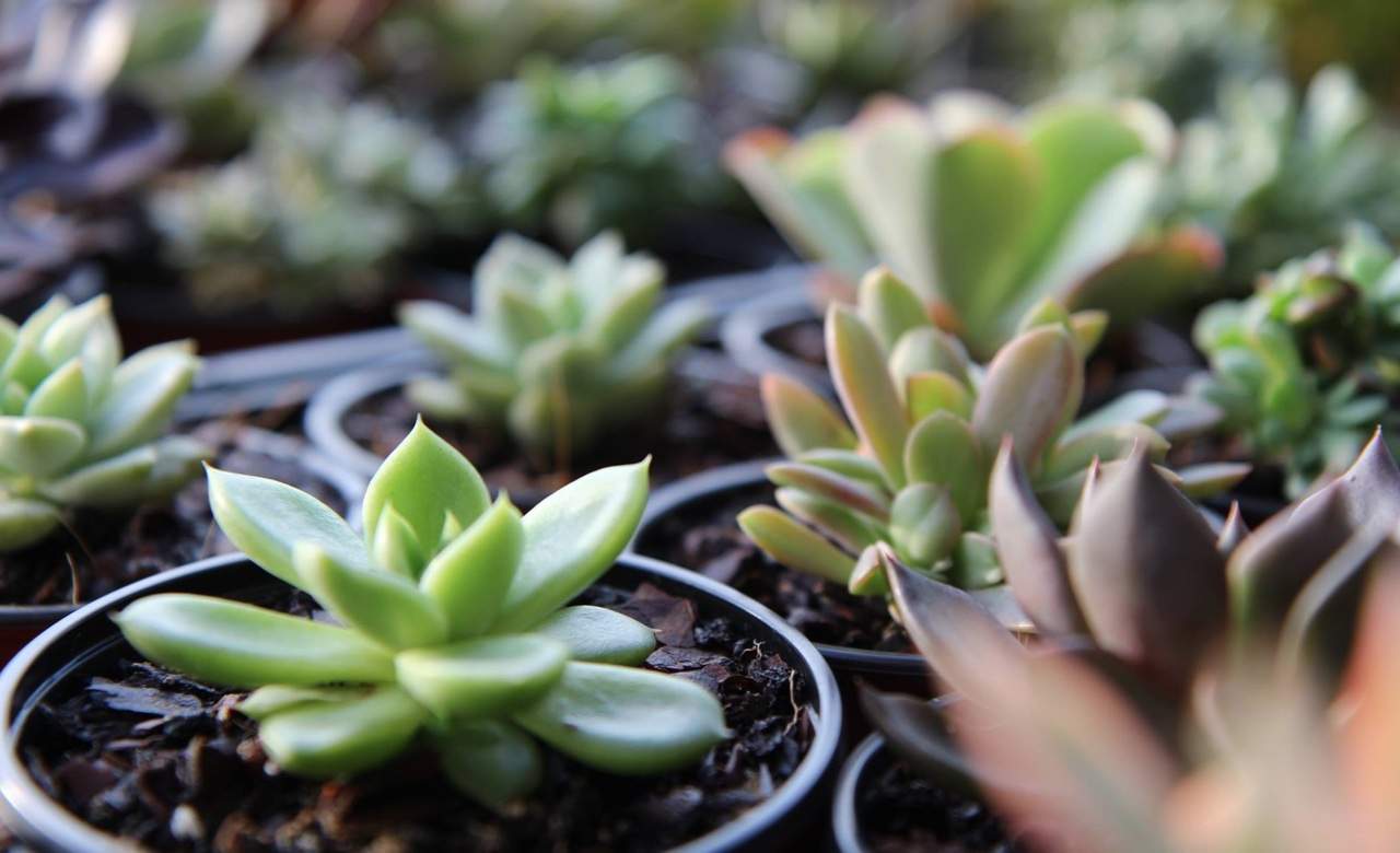 Plants at the Saturday Fresh Markets - one of the best places to buy plants in Brisbane - cheap Brisbane plants