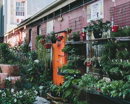 The Best Nurseries and Plant Shops in Brisbane