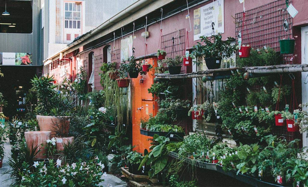 The Best Nurseries and Plant Shops in Brisbane