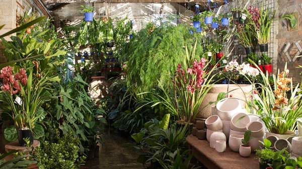 Mappins Nursery — one of the best nurseries and plant shops in brisbane