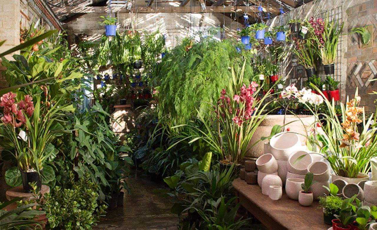 Mappins Nursery — one of the best nurseries and plant shops in brisbane