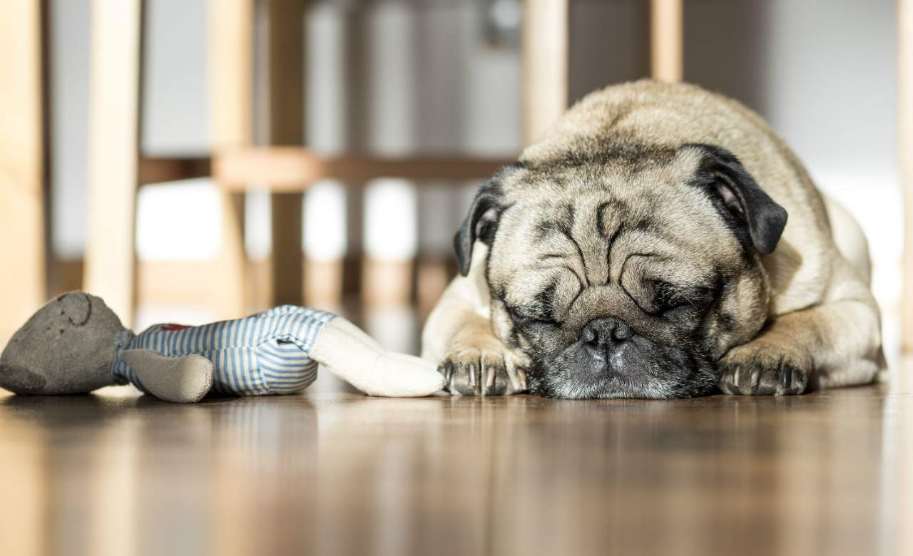 pug-dog-puppy-patrycja-tomaszczyk