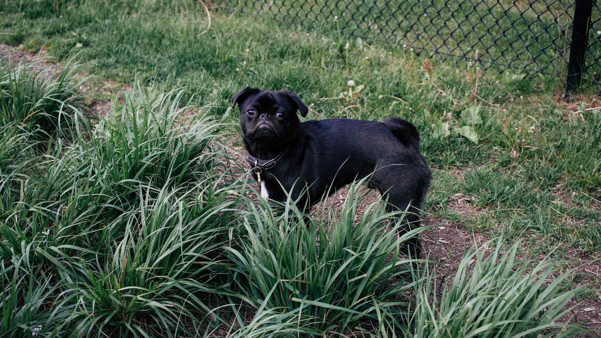 dog friendly parks trail leash off-leash Melbourne