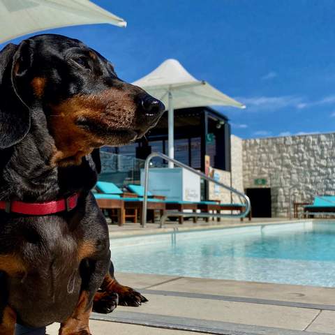 Intercontinental Double Bay - one of the best dog-friendly hotels in Sydney(pet-friendly hotel Sydney)