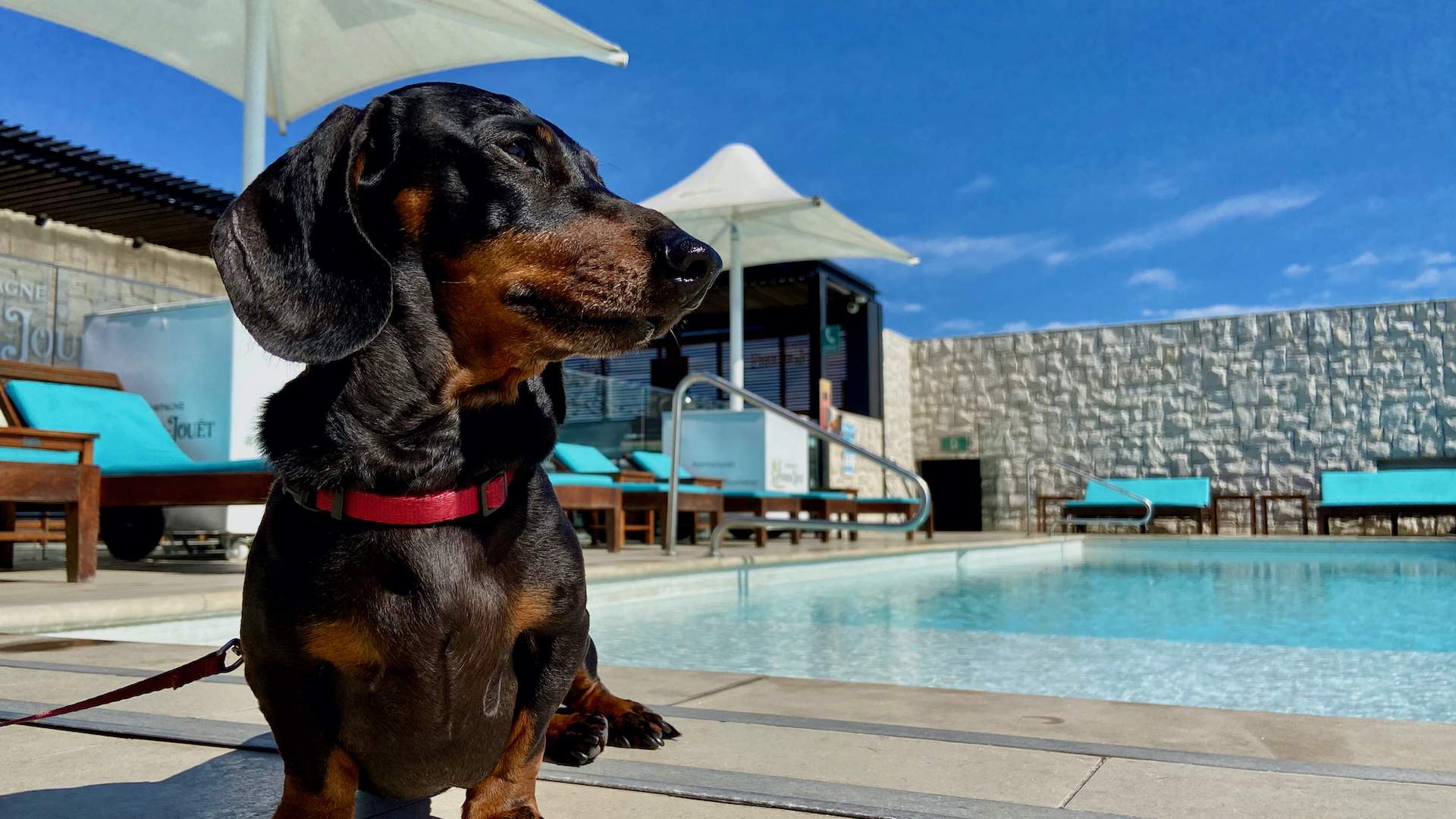 Intercontinental Double Bay - one of the best dog-friendly hotels in Sydney(pet-friendly hotel Sydney)