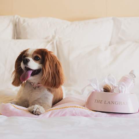 The Langham - one of the best dog-friendly hotels in Sydney