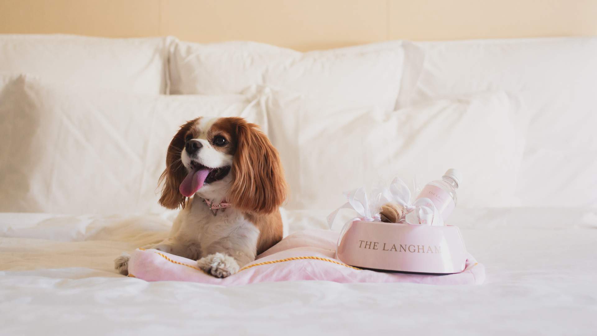 The Langham - one of the best dog-friendly hotels in Sydney