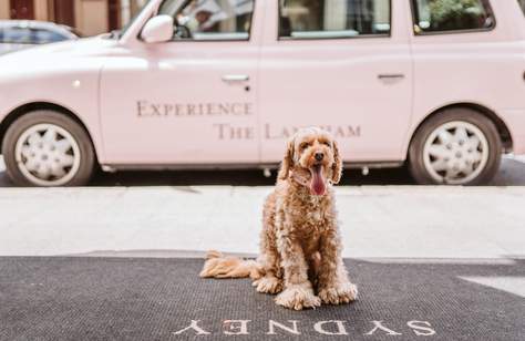 The Best Dog-Friendly Hotels in Sydney