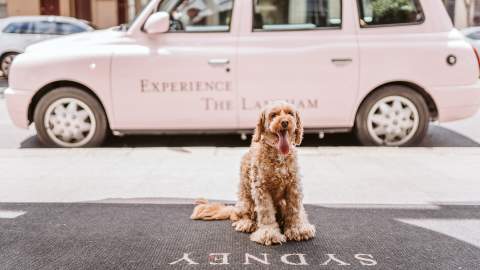 The Langham - one of the best dog-friendly hotels in Sydney(pet-friendly hotel Sydney)