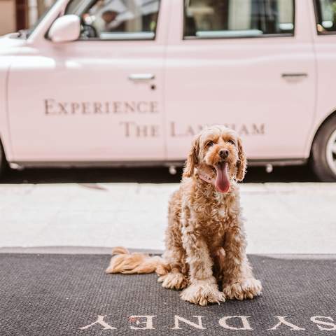 The Langham - one of the best dog-friendly hotels in Sydney(pet-friendly hotel Sydney)