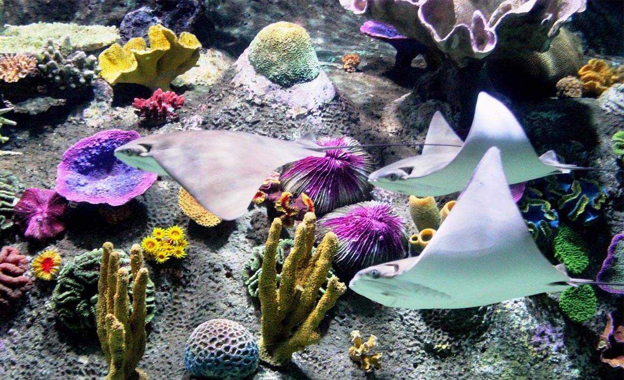 Aquarium After Dark Concrete Playground