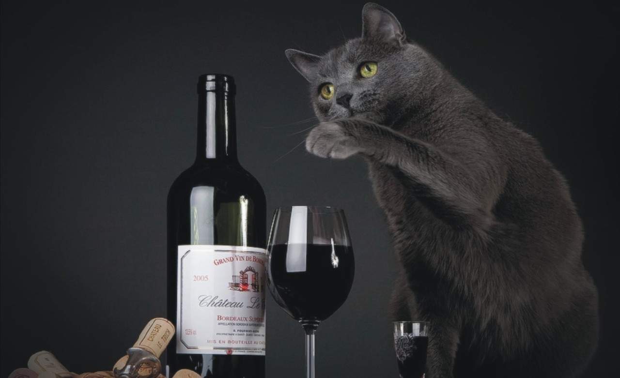 A Colorado Company Has Made Wine For Cats