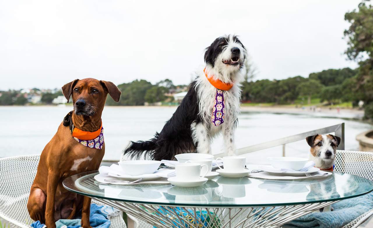 Two Auckland Cafes Are Trialling Free Dog Menus