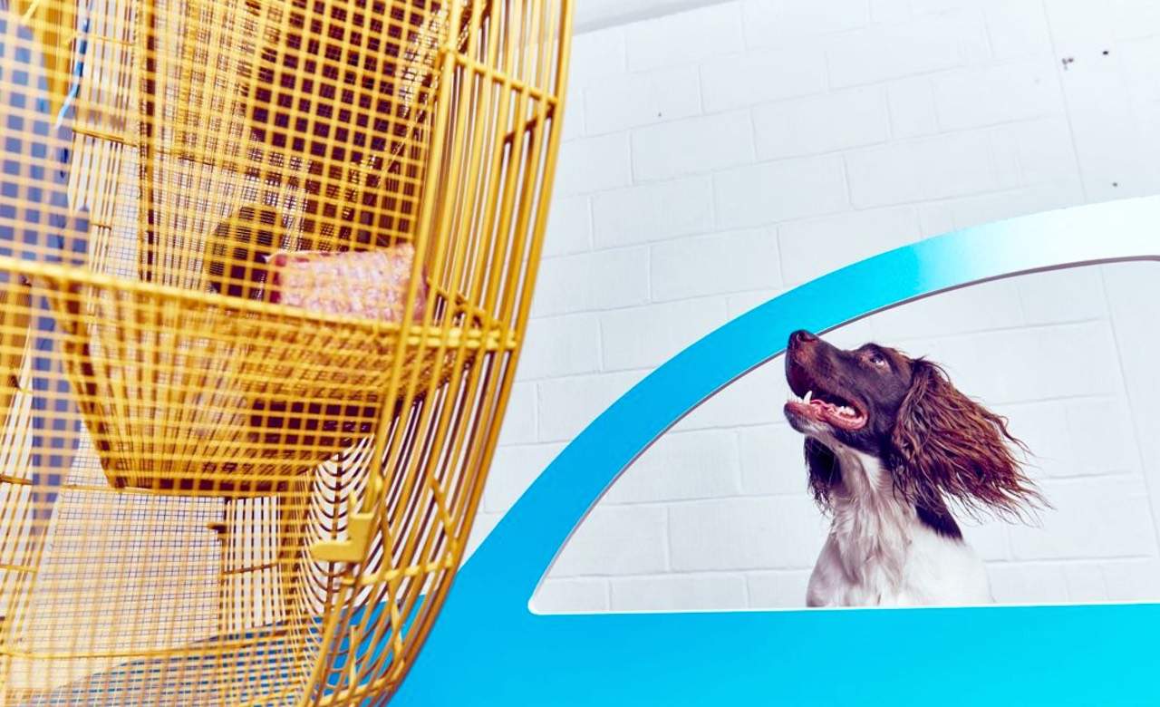 London's Latest Interactive Art Exhibition Is Designed Entirely for Dogs