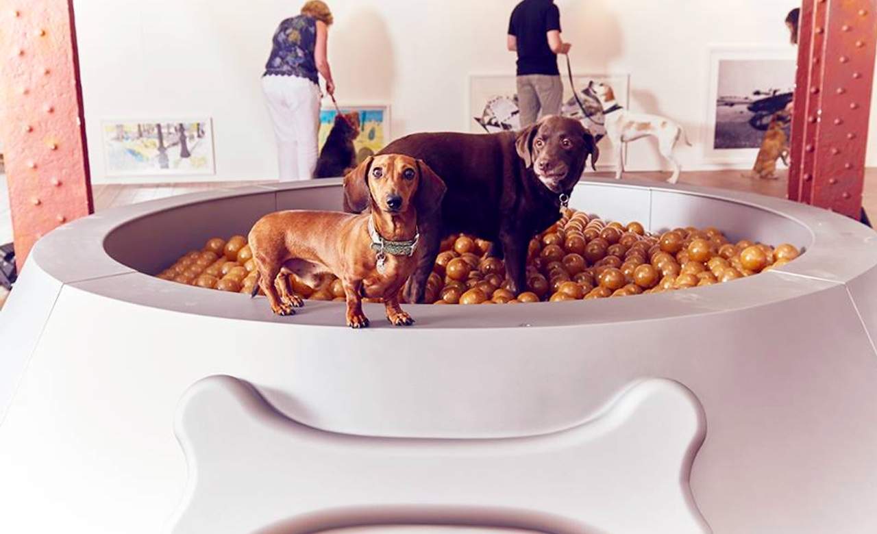 London's Latest Interactive Art Exhibition Is Designed Entirely for Dogs