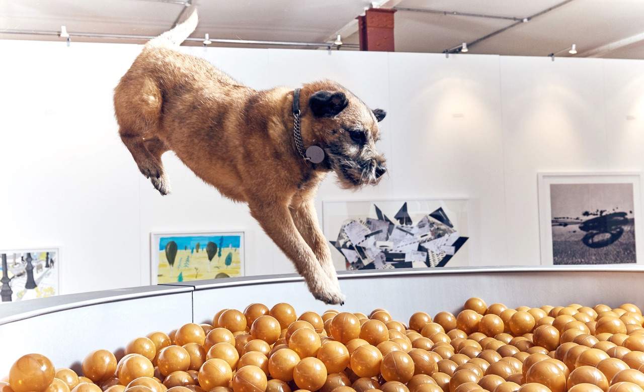 London's Latest Interactive Art Exhibition Is Designed Entirely for Dogs