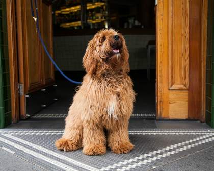 Sydney's Ten Best Dog Friendly Bars