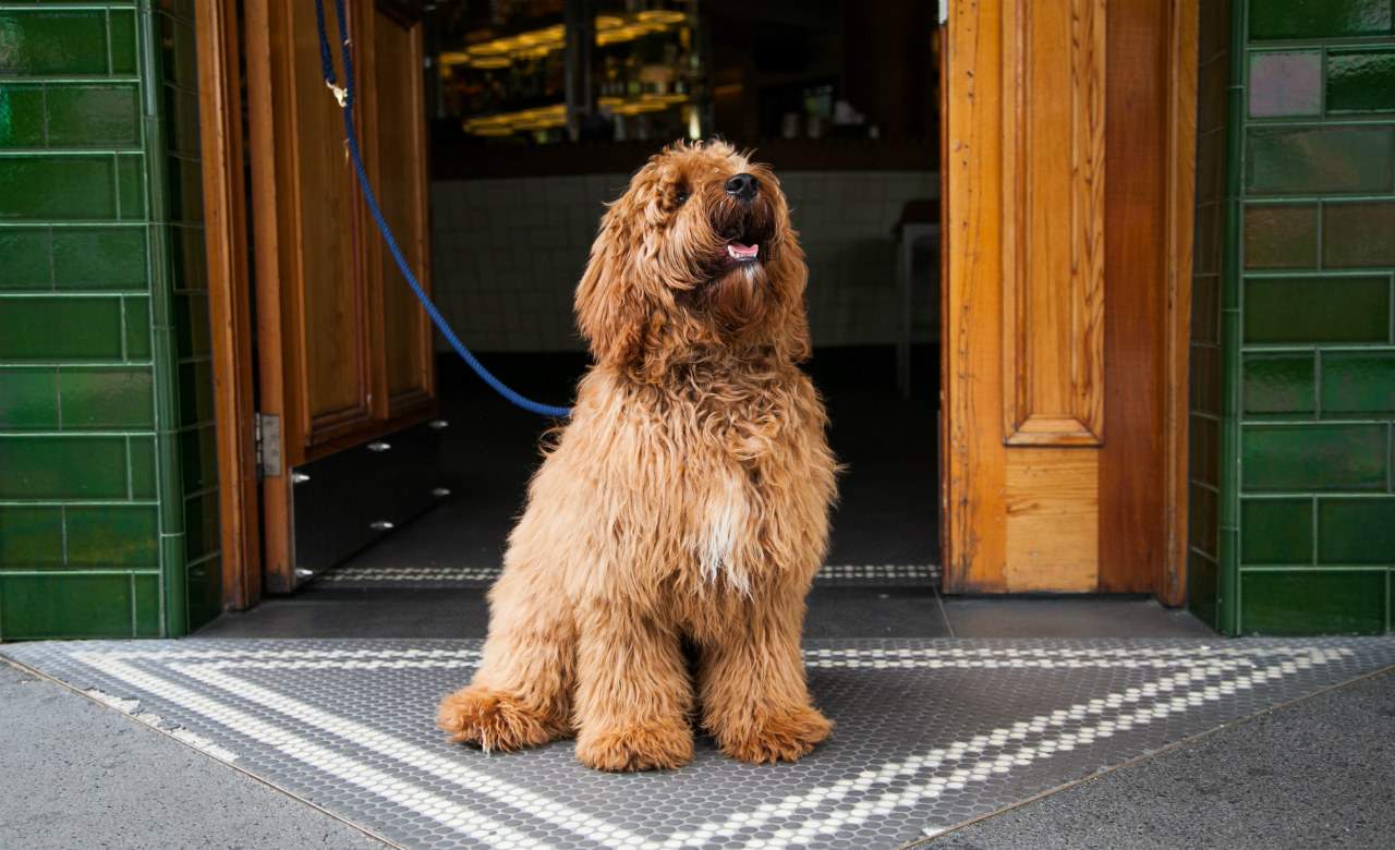 Sydney's Ten Best Dog Friendly Bars