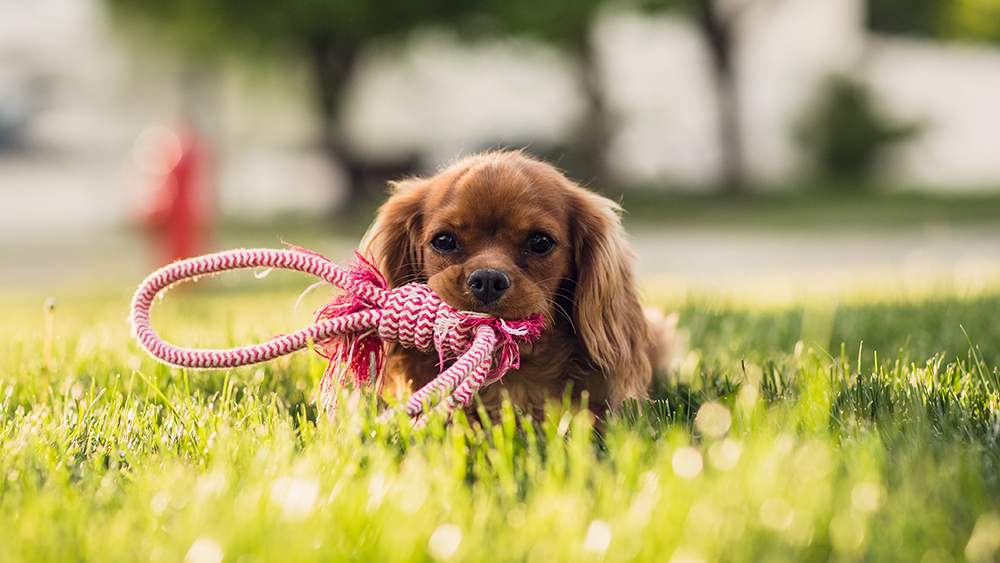 Puppy Picnic in the Park