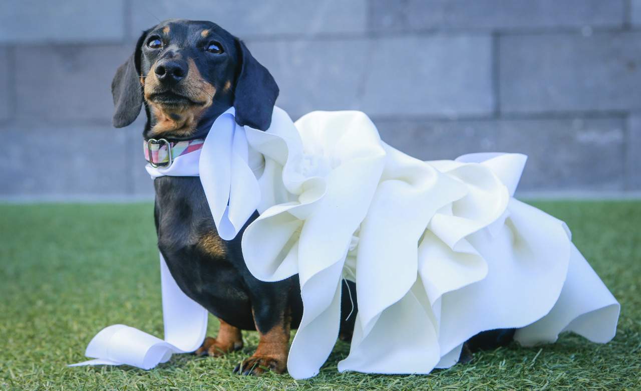 Dachshund Parade